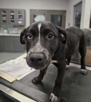 Rescue Australian Cattle Dog Blue Heeler Dogs for Adoption in Wellington, Kansas - Kimber | PetCurious
