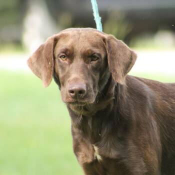 Cowboy Carl -  Chocolate Labrador Retriever Dog for Adoption in Columbia, South Carolina - Cowboy Carl | PetCurious