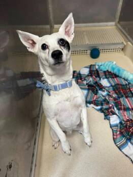 Jack Russell Terrier Dogs Available for Adoption in Marion, Ohio - Mischief | PetCurious
