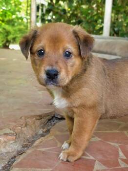 Rottweiler and German Shepherd Dog Dogs Available for Adoption in Wake Forest, North Carolina - Gumbo | PetCurious