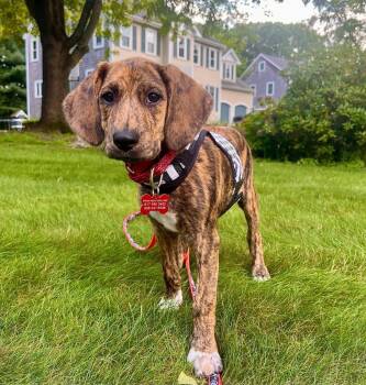 KitKat - Local RI Foster -  Plott Hound Dog for Adoption in Princeton, Massachusetts - KitKat - Local RI Foster | PetCurious