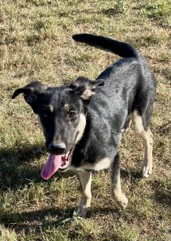 Rescue Siberian Husky Dogs for Adoption in Aquilla, Texas - Robin | PetCurious