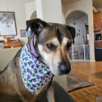 Grape -  Shepherd and Black Labrador Retriever Dog for Adoption in Colorado Springs, Colorado - Grape | PetCurious