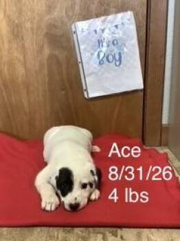 Ace -  Great Pyrenees and Pointer Dog for Adoption in Welling, Oklahoma - Ace | PetCurious