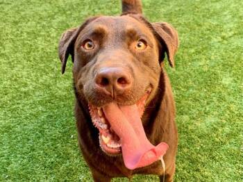 SAVE ME PLEASE Reese - IDA554528 -  Labrador Retriever Dog for Adoption in San Marcos, California - SAVE ME PLEASE Reese - IDA554528 | PetCurious