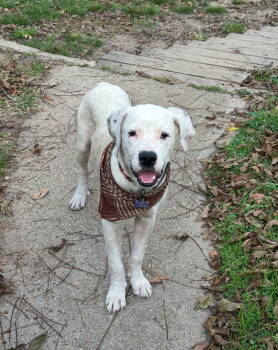 Rescue American Bulldog Dogs for Adoption in Rockaway, New Jersey - Buddy Lonestar | PetCurious