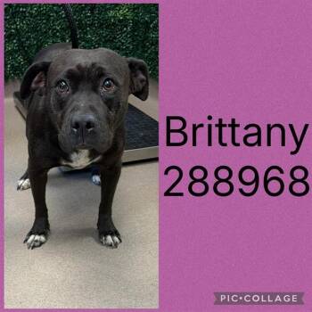 BRITTANY -  Pit Bull Terrier and Mixed Breed Dog for Adoption in Macon, Georgia - BRITTANY | PetCurious