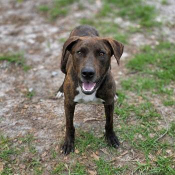 Buddy -  Mixed Breed Dog Available for Adoption in Valdosta, Georgia - Buddy | PetCurious