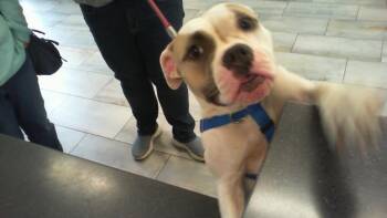 A1271596 -  Boxer and Mixed Breed Dog for Adoption in Charlotte, North Carolina - A1271596 | PetCurious