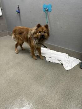 JE TAIME -  Chow Chow Dog for Adoption in Las Vegas, Nevada - JE TAIME | PetCurious