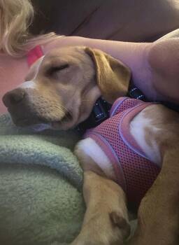 Fritter -  Beagle Dog for Adoption in Jefferson City, Missouri - Fritter | PetCurious