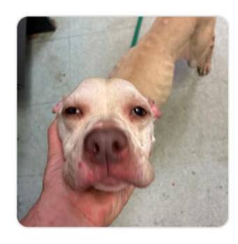 String Bean -  Mixed Breed Dog for Adoption in West Chester, Pennsylvania - String Bean | PetCurious