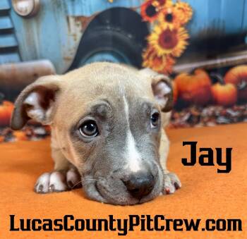 Jay -  American Staffordshire Terrier and Pit Bull Terrier Dog for Adoption in Toledo, Ohio - Jay | PetCurious