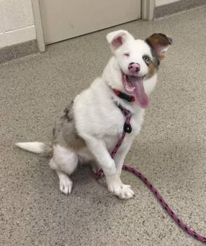 Rosalie -  Australian Shepherd and Mixed Breed Dog for Adoption in Fishers, Indiana - Rosalie | PetCurious