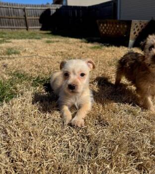 Miniature Poodle Dogs Available for Adoption - Apricot | PetCurious