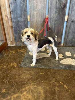 Rescue Yorkshire Terrier Dogs for Adoption in New Berlin, Wisconsin - STEPHEN KING   $425 | PetCurious