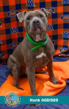 Rescue American Bulldog Dogs for Adoption in Mobile, Alabama - HUNK | PetCurious