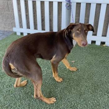 A612667 -  Doberman Pinscher Dog for Adoption in Modesto, California - A612667 | PetCurious