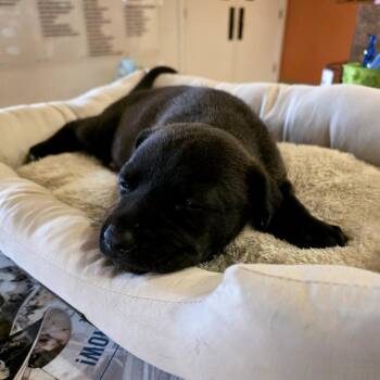 Shar Pei and Mixed Breed Dogs Available for Adoption - Rebecca | PetCurious