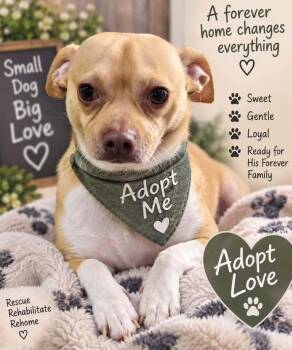 Stubby -  Chihuahua Dog for Adoption in Walker, Louisiana - Stubby | PetCurious