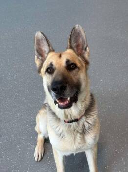 German Shepherd Dog Dogs Available for Adoption in Manhattan, Illinois - Sparky | PetCurious