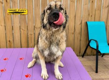 Maggie -  Anatolian Shepherd and Mixed Breed Dog for Adoption in Sebastian, Florida - Maggie | PetCurious
