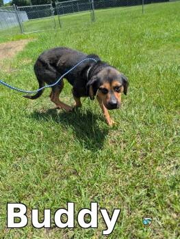 Buddy -  Beagle Dog for Adoption in Rocky Mount, North Carolina - Buddy | PetCurious