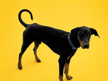 MASTER -  Doberman Pinscher Dog for Adoption in Doral, Florida - MASTER | PetCurious