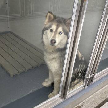 Meeka -  Husky and Mixed Breed Dog for Adoption in Galax, Virginia - Meeka | PetCurious