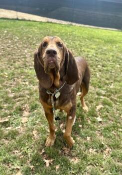 Winnie -  Bloodhound Dog for Adoption in Roseburg, Oregon - Winnie | PetCurious