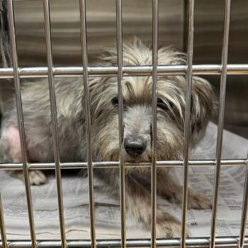 Tink Tink 22434 -  Terrier and Mixed Breed Dog for Adoption in Cumming, Georgia - Tink Tink 22434 | PetCurious