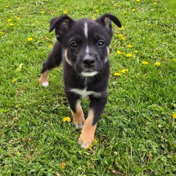 Grayson -  Shepherd Dog Available for Adoption in Holiday Hills, Illinois - Grayson | PetCurious