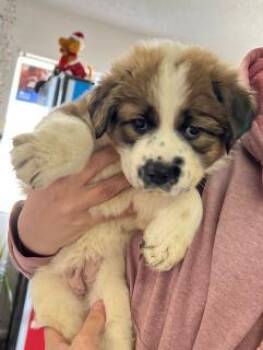 Beth/vinny/freckles -  Spaniel and Great Pyrenees Dog for Adoption in Kingman, Arizona - Beth/vinny/freckles | PetCurious