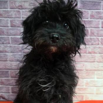 Prince -  Maltese and Mixed Breed Dog for Adoption in Fort Collins, Colorado - Prince | PetCurious