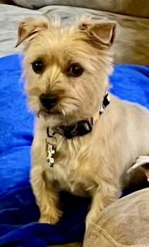 Rescue Cairn Terrier Dogs for Adoption in Broken Arrow, Oklahoma - Dottie | PetCurious