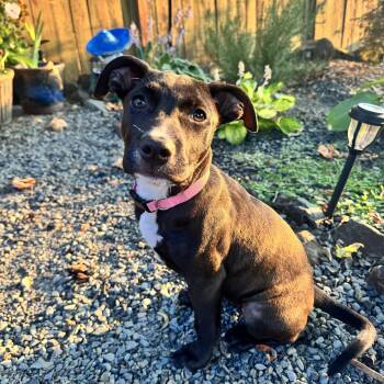 Beanie -  American Staffordshire Terrier and Terrier Dog for Adoption in Olympia, Washington - Beanie | PetCurious
