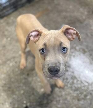 Mixed Breed Dogs Available for Adoption - Simba | PetCurious