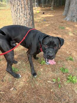 Milo -  Boxer and Cane Corso Dog for Adoption in Little Rock, Arkansas - Milo | PetCurious