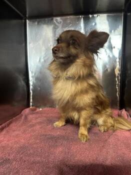 Tinker Bell -  Chihuahua and Mixed Breed Dog for Adoption in El Paso, Texas - Tinker Bell | PetCurious