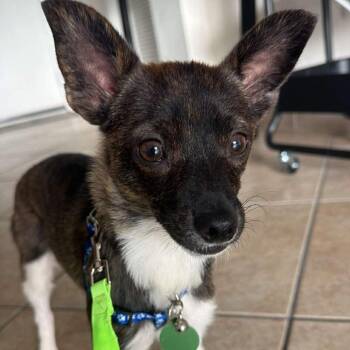 Chihuahua Dogs Available for Adoption in Tampa, Florida - Banner | PetCurious