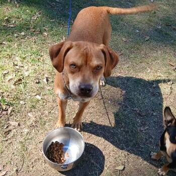 Rescue Mixed Breed Dogs for Adoption in Columbus, Georgia - Layla | PetCurious