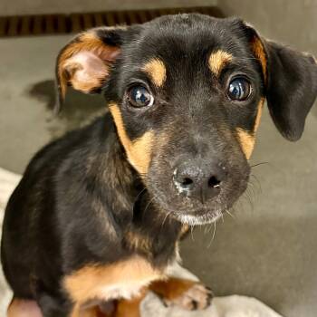 Rescue Dachshund Dogs for Adoption in Los Angeles, California - Kit Kat A2241631 | PetCurious