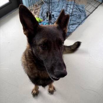 Shepherd Dogs Available for Adoption - Mom Sammie  8897 | PetCurious