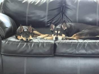 Australian Cattle Dog Blue Heeler and Border Collie Dogs Available for Adoption in South Bend, Indiana - Obi | PetCurious