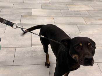 Rottweiler and Mixed Breed Dogs Available for Adoption in Charlotte, North Carolina - VELVETA | PetCurious