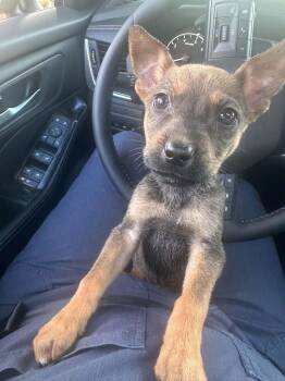 Waldo -  German Shepherd Dog Dog for Adoption in Oklahoma City, Oklahoma - Waldo | PetCurious