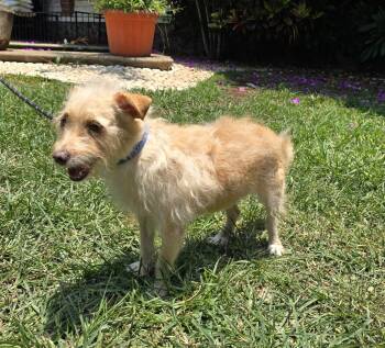 Johnny -  Terrier Dog for Adoption in San Francisco, California - Johnny | PetCurious