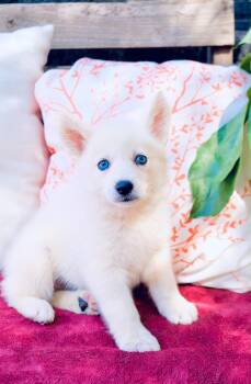 Opalite -  Siberian Husky Dog for Adoption in San Diego, California - Opalite | PetCurious