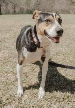 Beagle and Jack Russell Terrier Dogs Available for Adoption - Daisy | PetCurious