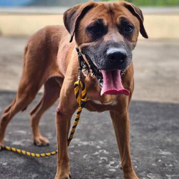 Chooseok -  Mastiff Dog for Adoption in Northbrook, Illinois - Chooseok | PetCurious